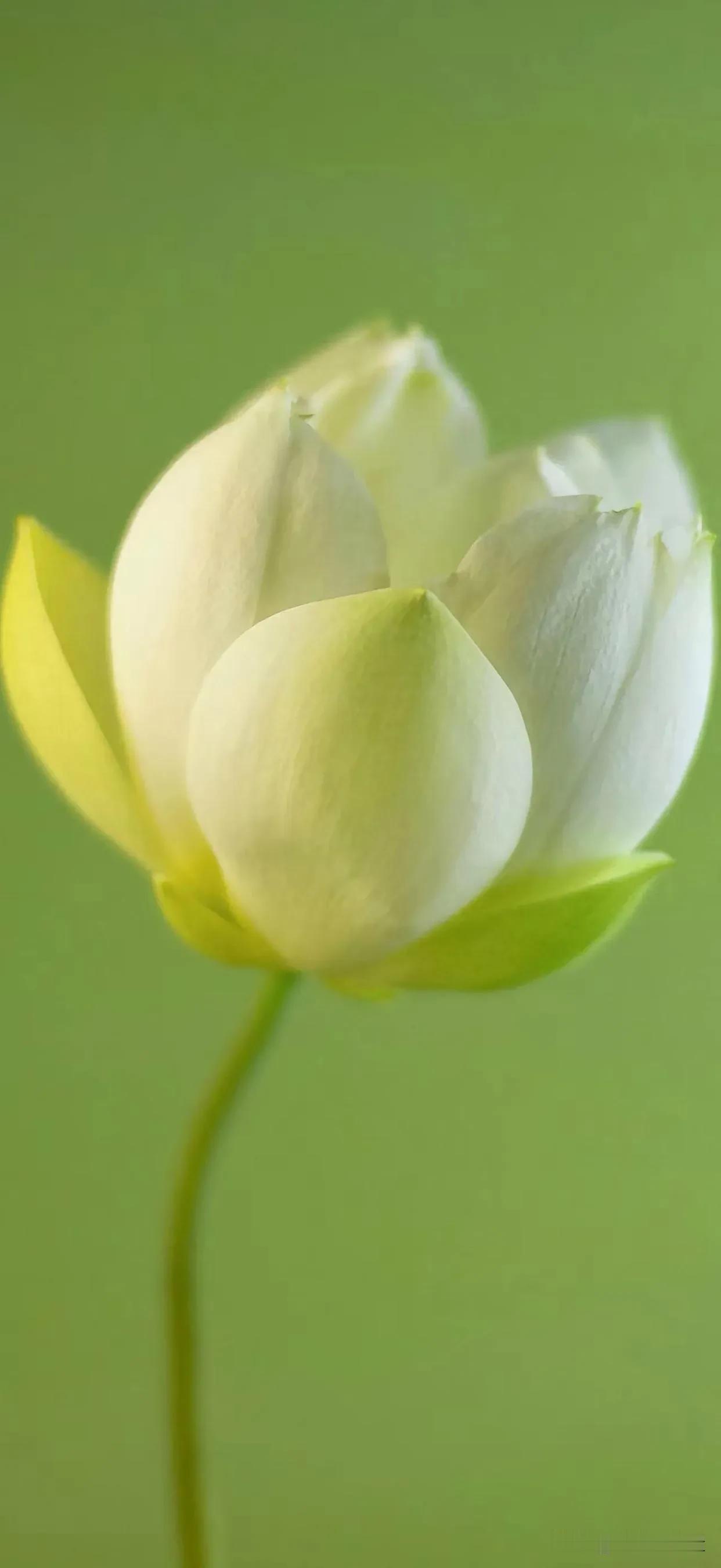 一段令人瞬间清醒的话：“如果原生家庭没能托举你，婚姻也没能治愈你，人生最后的底牌