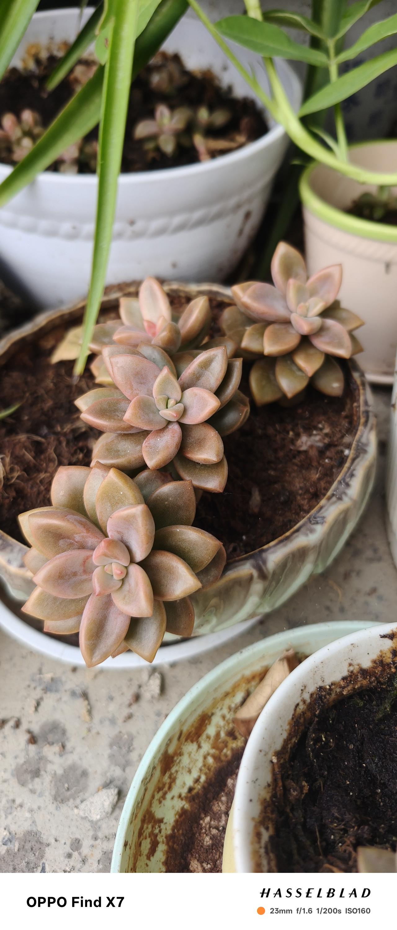 多肉养成记以前总觉得自己是“植物杀手”，养啥死啥，今年又种上了多肉。如今这