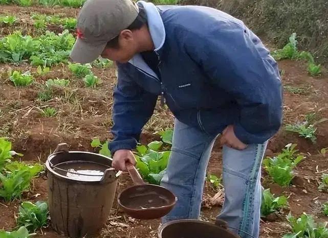 中国祖辈都在用的“粪水浇菜”，欧洲科学家却才发现，为什么？根据现有的史料记载，