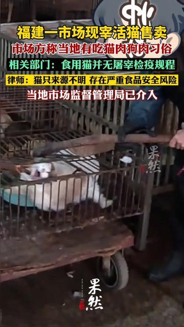 周末陪我妈逛福建菜市场，刚拐到角落我整个人僵住，铁笼子里缩着三只猫，毛上