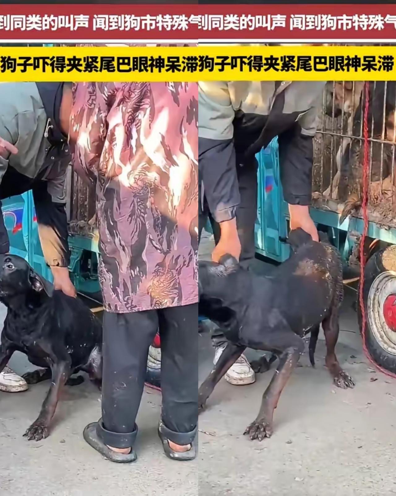 真的看破防了！安徽这只黑狗的样子，让人心里五味杂陈。