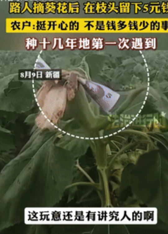 “这是讲究人！”新疆，一农户去检查自家葵花地，突然发现一颗葵花被人摘了，男子刚要