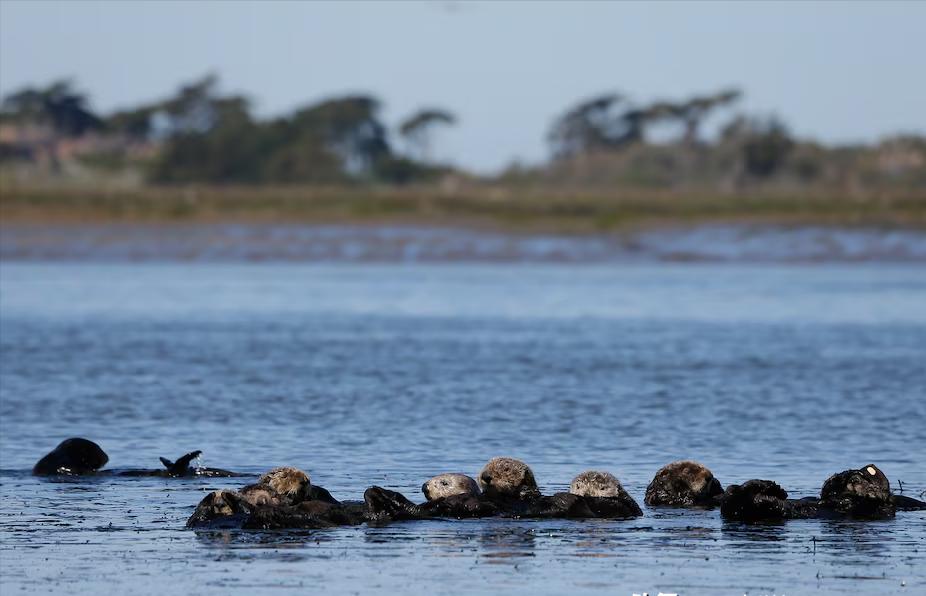 据阿根廷信息通讯社报道，加利福尼亚州每年耗资500万美元猎杀海狸鼠，却发现这群破