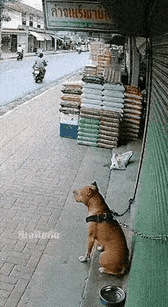 这名男子路过商铺，见主人把看门狗拴在门边，不由得动起了歪脑筋，想借机侮辱一下这只