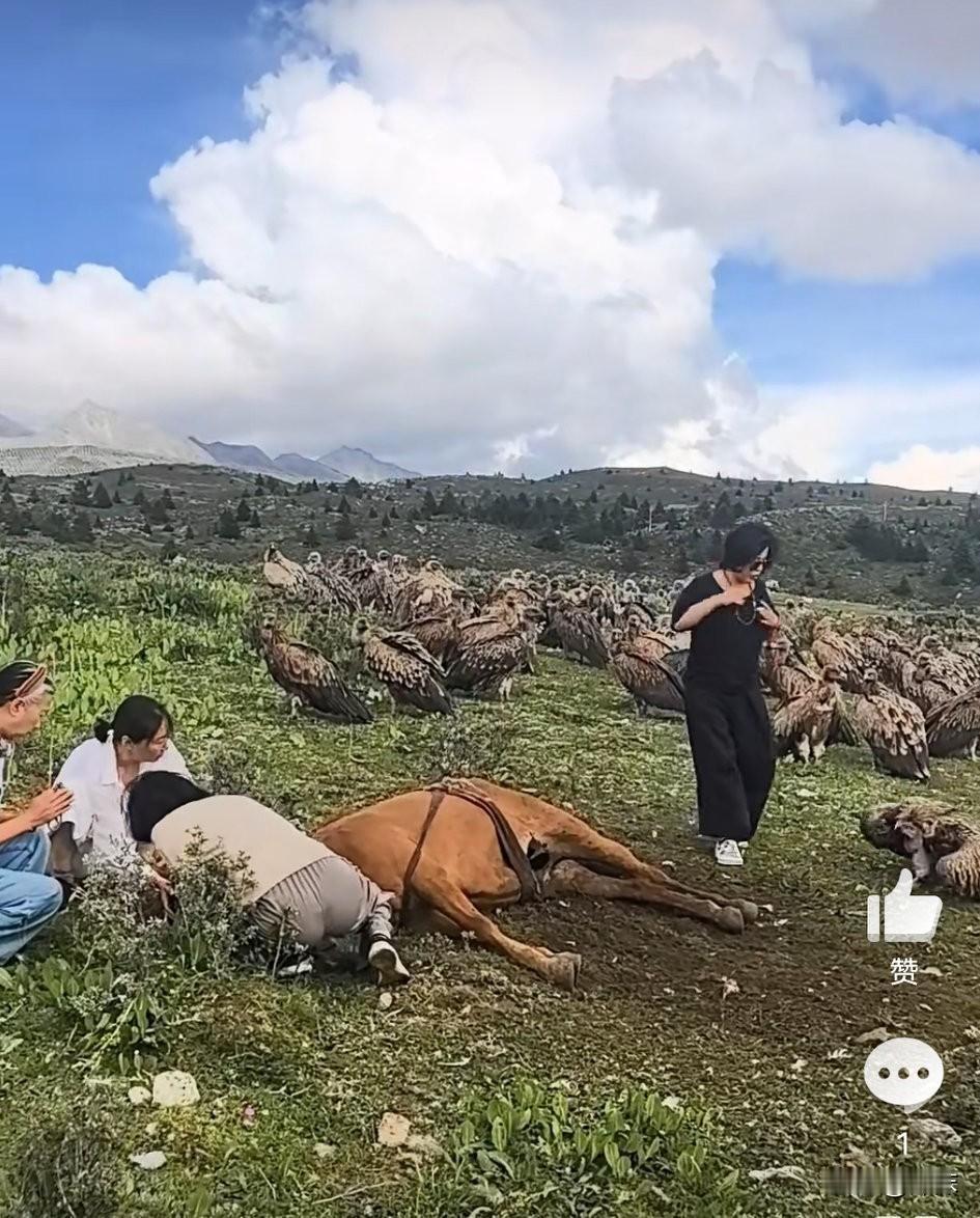 几名女游客在四川康定游玩时，碰上一群秃鹫正围着死马啄食。四人先是
