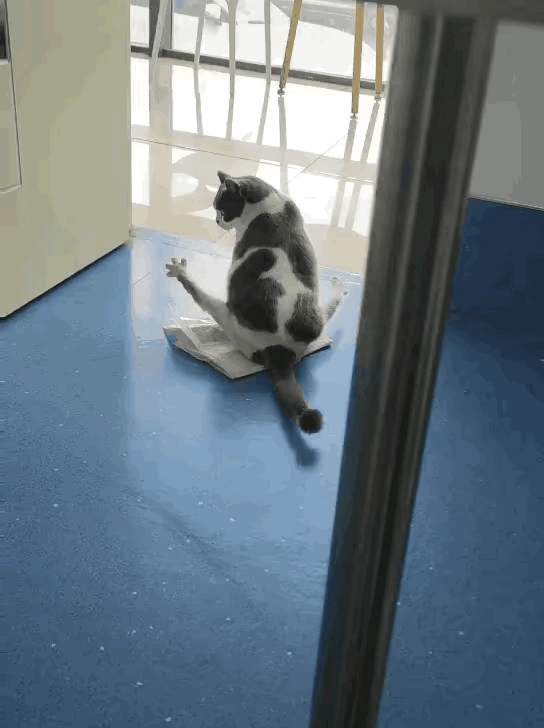 一天天的，一天不作妖，就感觉猫生没有意义吗？