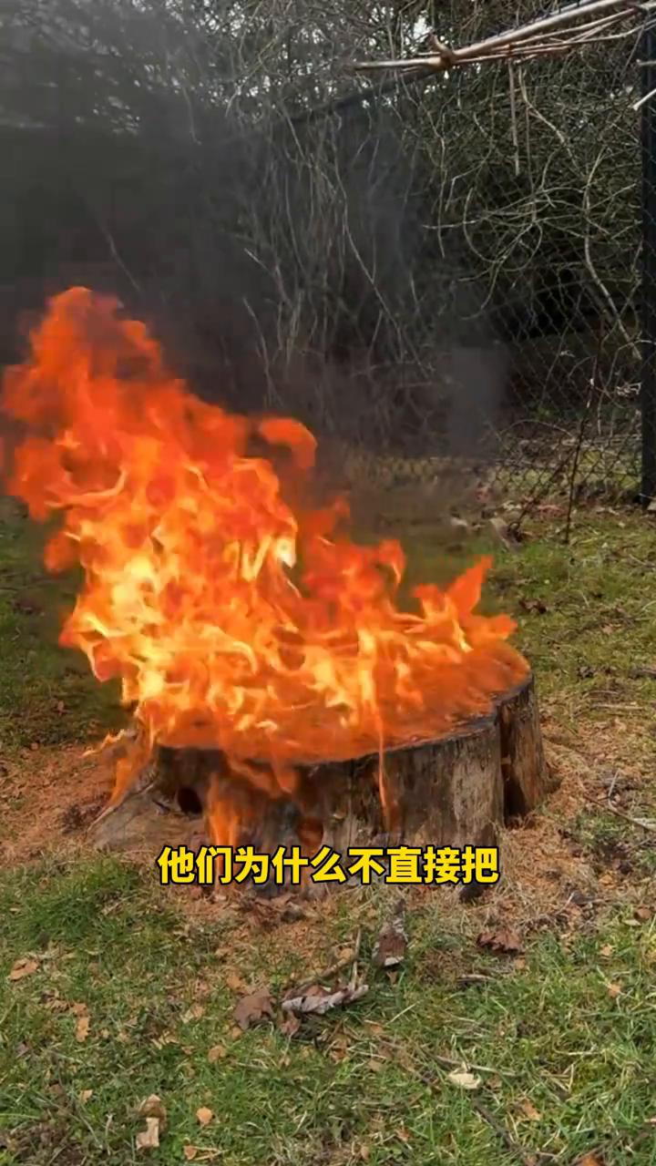 美国和加拿大的一些地区，人们把树砍倒之后通常不会立刻把树桩挖出来，而是把它烧掉。