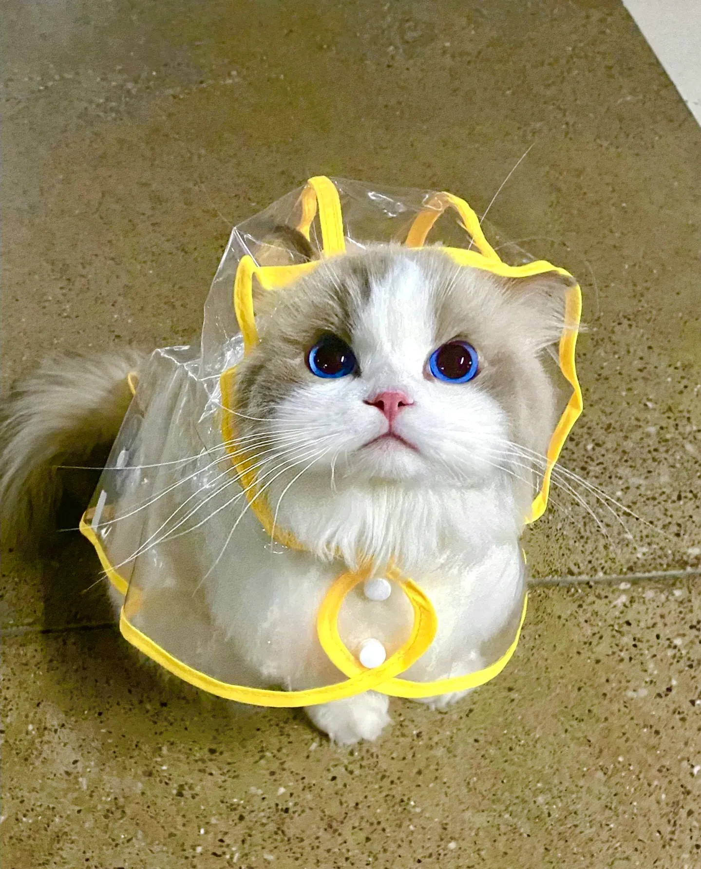 雨天，穿雨衣的猫咪好可爱喜欢在雨中玩，叫回家还生气😠
