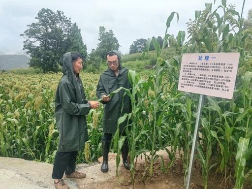 为什么高粱不能成为主粮？90%的人不知道不需要打农药的高粱，为何不能成为主粮？你