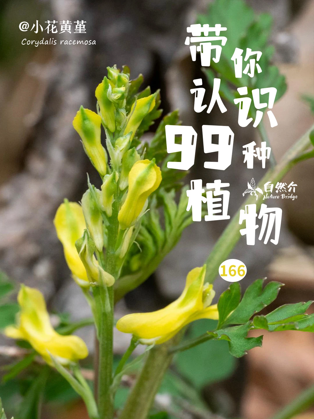 带你认识99种植物