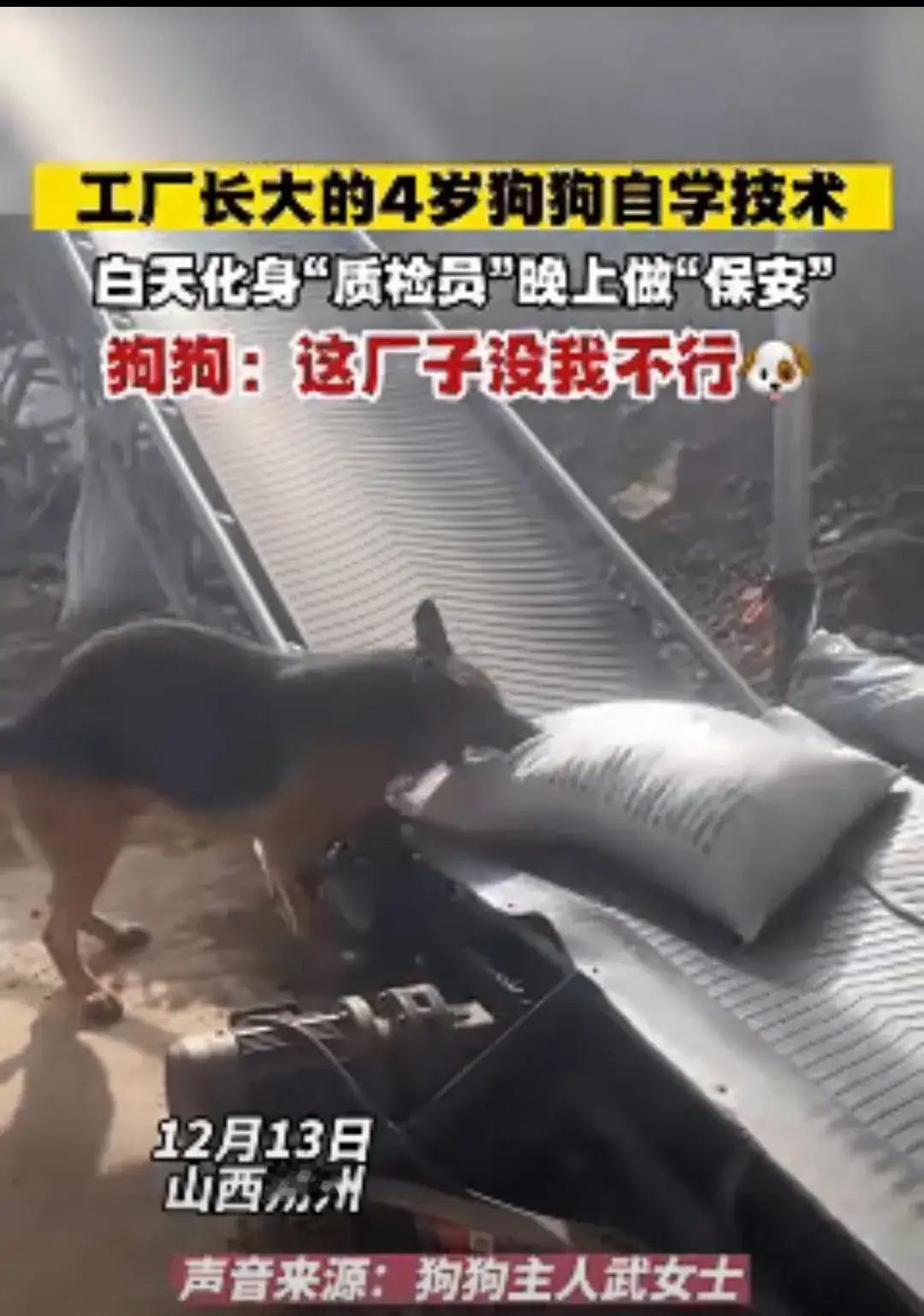 这下科学也解释不清了！近日山西朔州，武女士有一家饲料加工厂，四年前收养了一只狗狗
