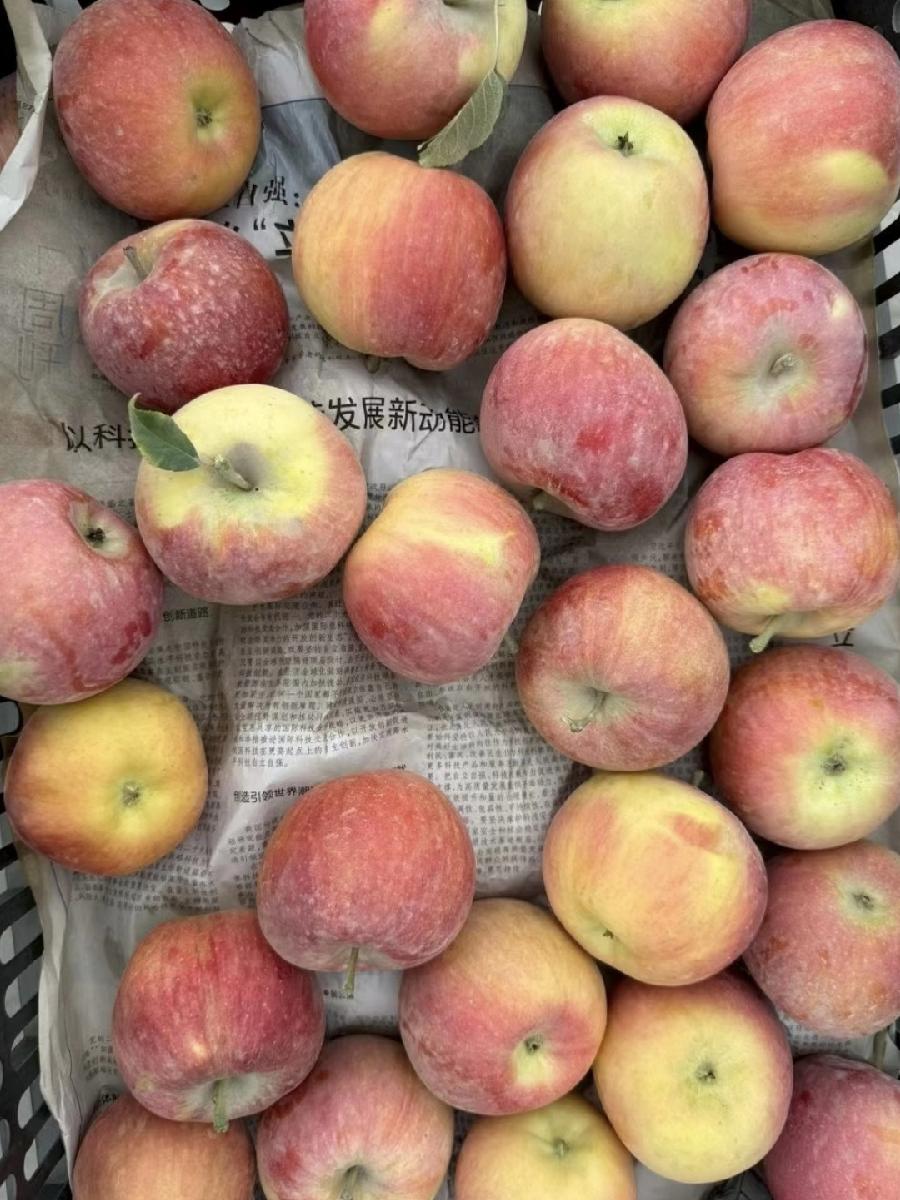 昨天，我姑姑提着一箱苹果来我家，说是朋友从新疆寄来的阿克苏，太多了吃不完，让我帮