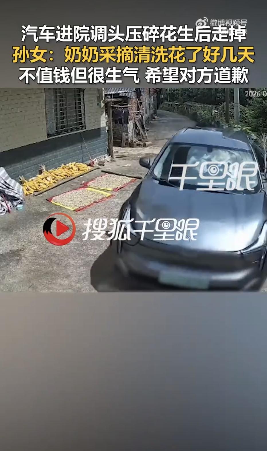 广西桂林，一辆小车驶入农家院坝掉头，将八旬老人晾晒两三天的花生碾得粉碎，司机听到