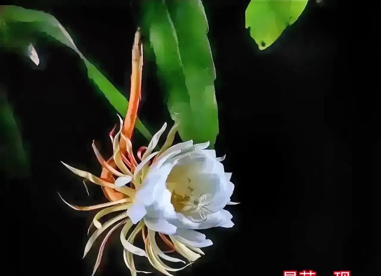 佛説：幸福的时候小声点,不要惊扰别人的悲伤。悲伤的时候躲起来,不要打扰了