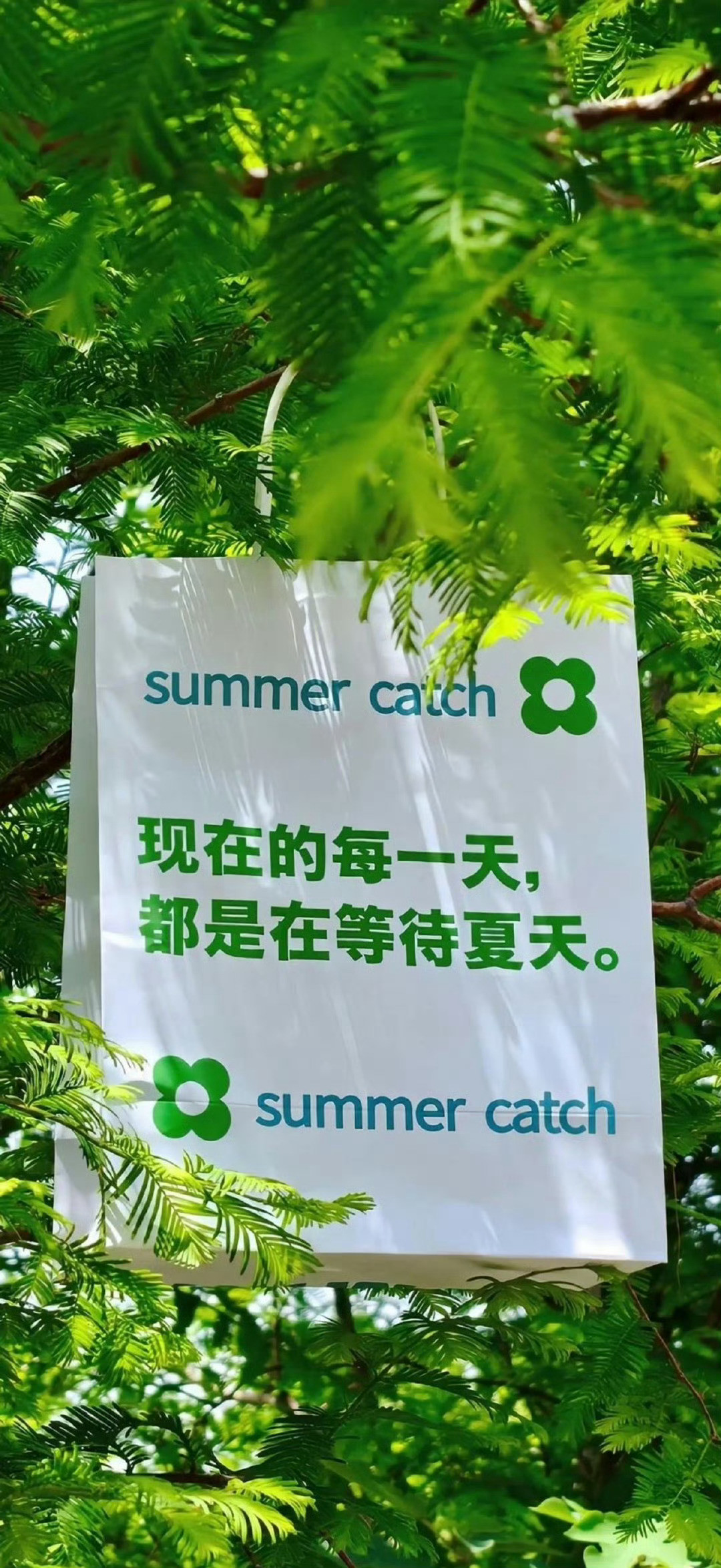 绿色护眼手机壁纸​​​