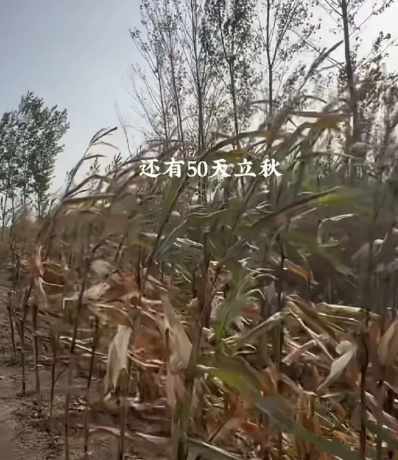 偷偷告送你们一个冷知识，千万不声张！在有50天就要立秋了，秋天就要到了，该准备