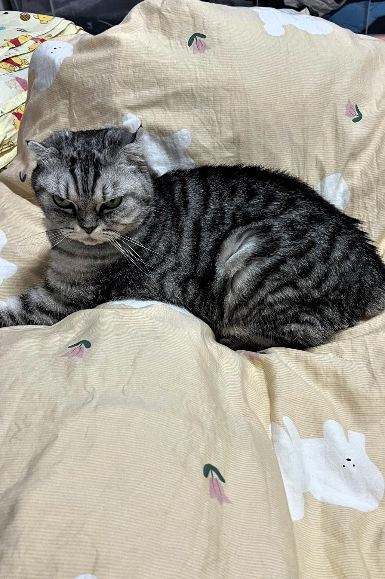 【原创】我可爱的猫咪窝在软绵绵的被子上，享受惬意的午后美好时光。🐱🛏️💤