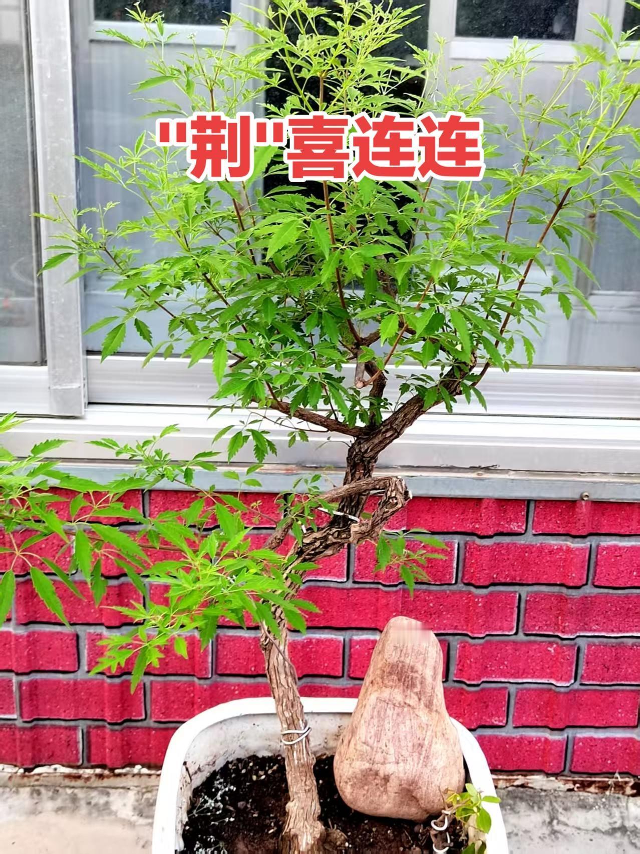 养花日记老桩盆景盆景艺术精品盆景