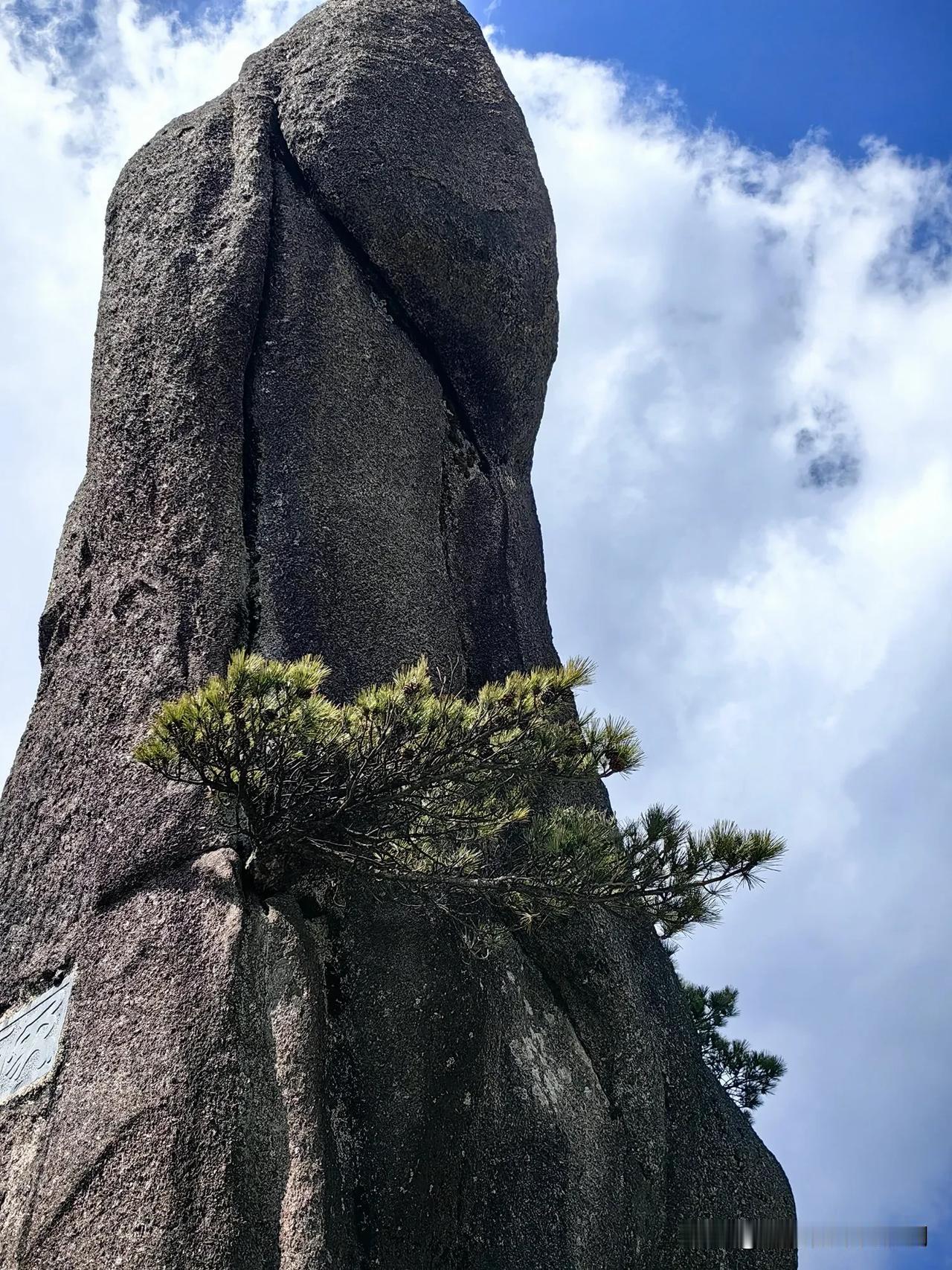 昨天从黄山归来，疲惫不堪。早晨7点便从南大门游客中心进山，乘坐云谷索道上山，下午