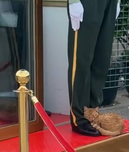 你瞅瞅这小橘猫，胆子可真不小。猫这玩意儿天生贼警觉，一点动静就窜没影，可你看它，