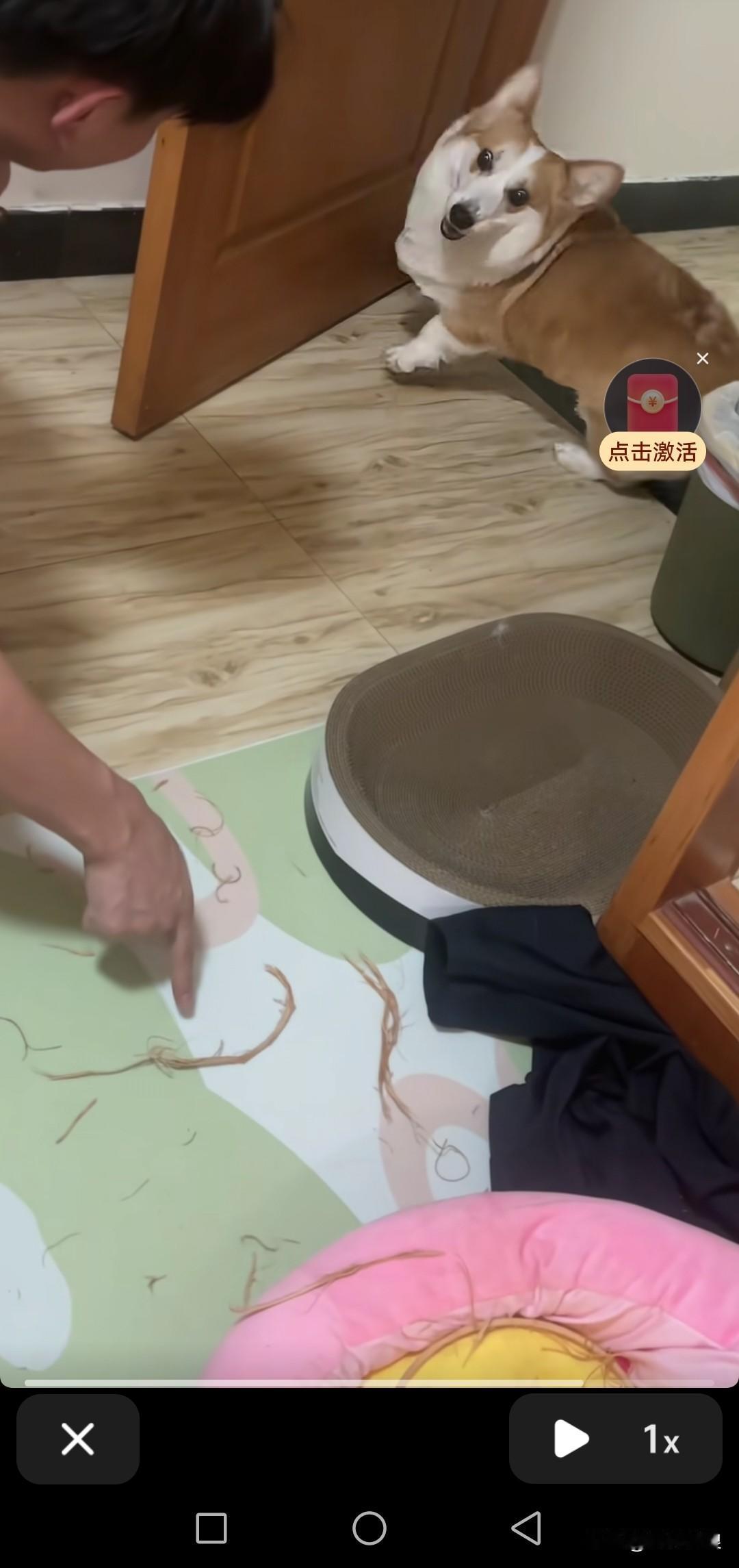 犯错后的柯基，面对爸爸的质问，瞬间来了个川式变脸。它生怕爸爸动手揍它，赶忙溜走。