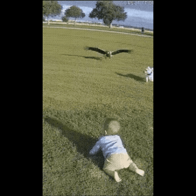 真吓人！老鹰对婴儿也不放过吗？多亏了忠心的狗狗拉扯住孩子的衣服。谁能想到天上