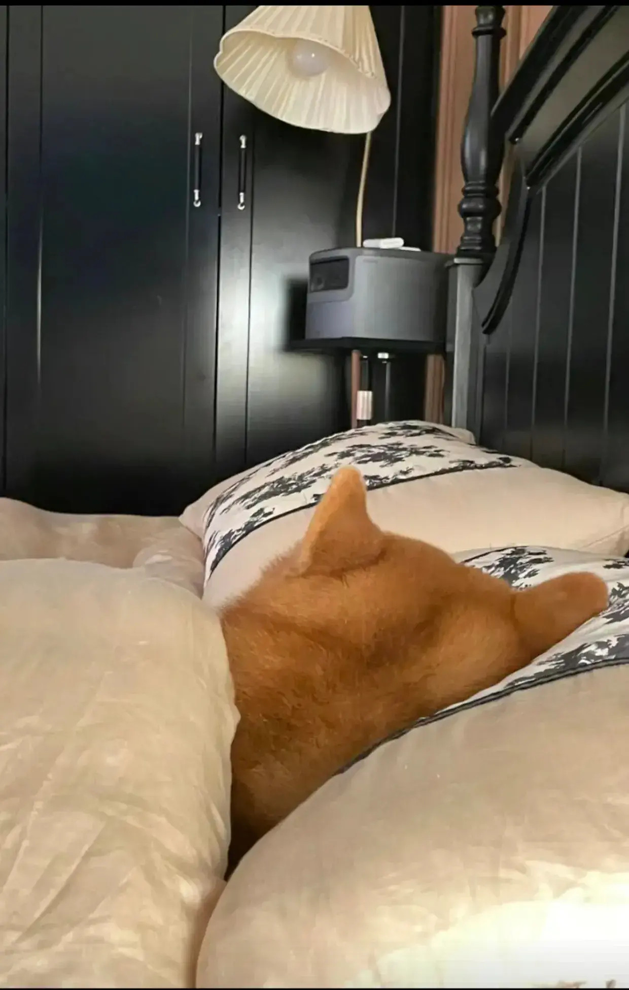 谁给他找个班上吧[哭哭][哭哭]刚换的干净四件套，他先钻进去睡了连招呼都不打[流