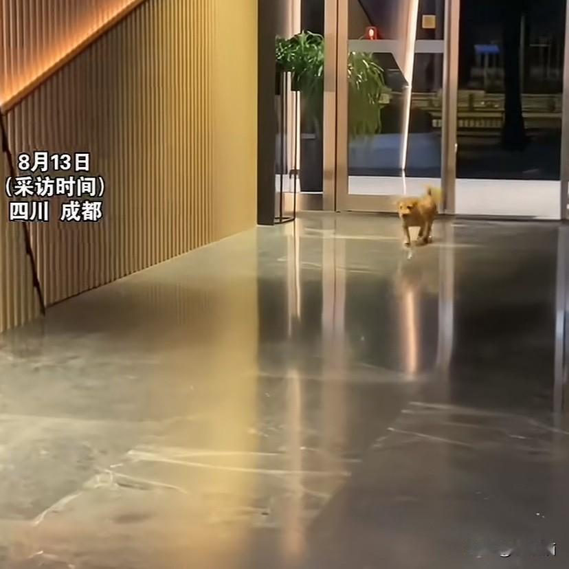 四川成都，女子无意中投喂了几次流浪狗，在她上夜班时，狗子竟巴巴跑来陪她上夜班。