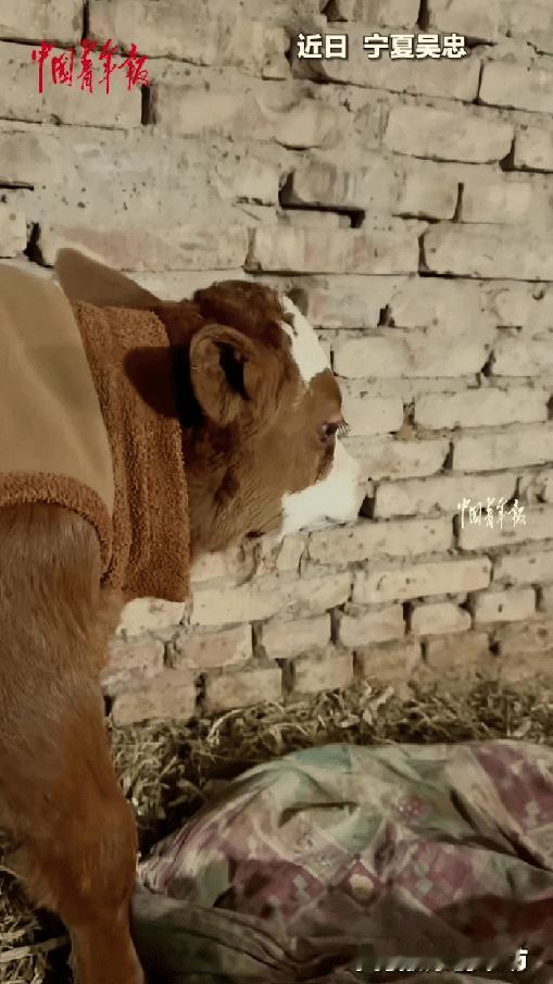 “万物有灵！”宁夏，男子家的母牛因难产离世，出生3天的小牛吃完奶就对着墙角发呆，