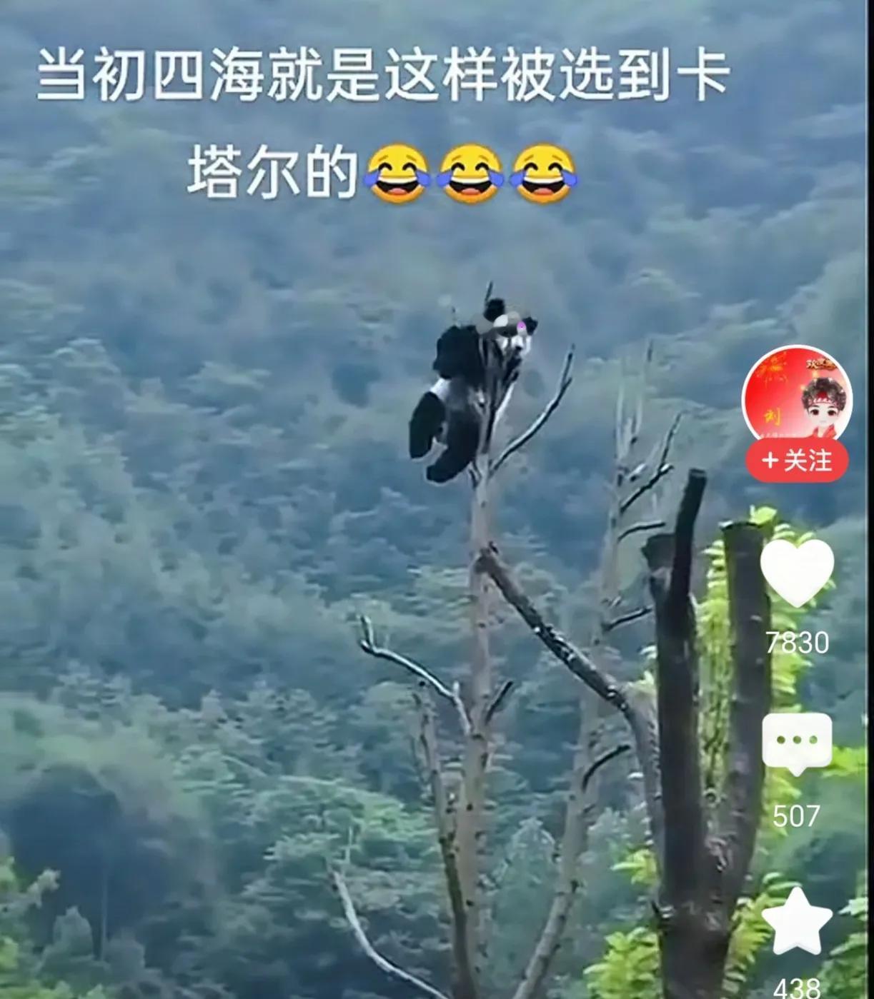 谁家的熊孩子，怎么上去的，还爬的那么高，多危险呀，赶紧下来。