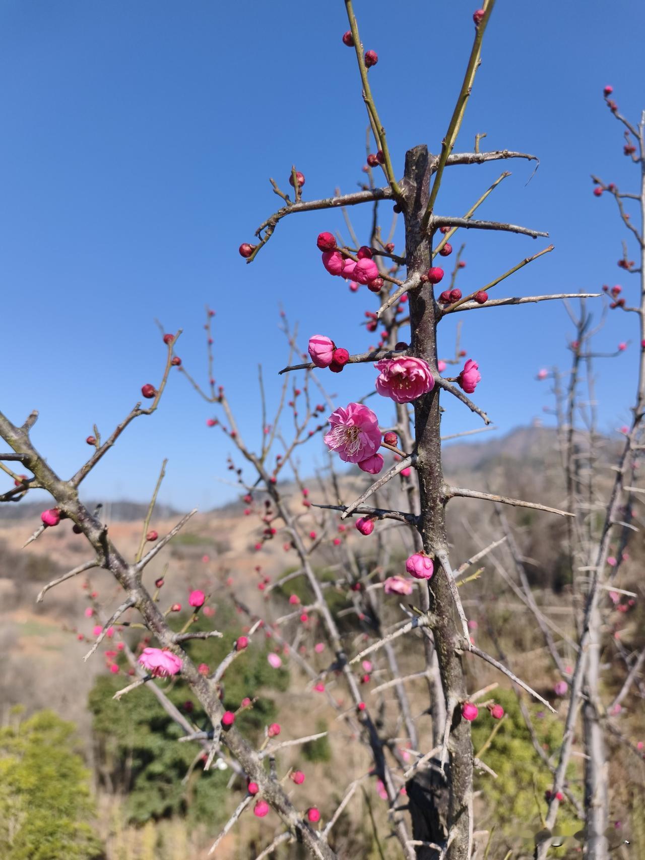 当红梅遇见腊梅,你认为哪个好看?当红梅遇见腊梅，哪个好看还真难选。腊梅嫩黄透亮