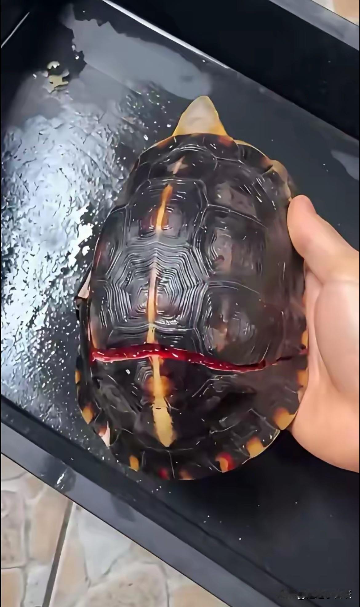 我这可怜的小乌龟，不小心从3楼摔了下来变成这样，真不知道它还能不能活下去