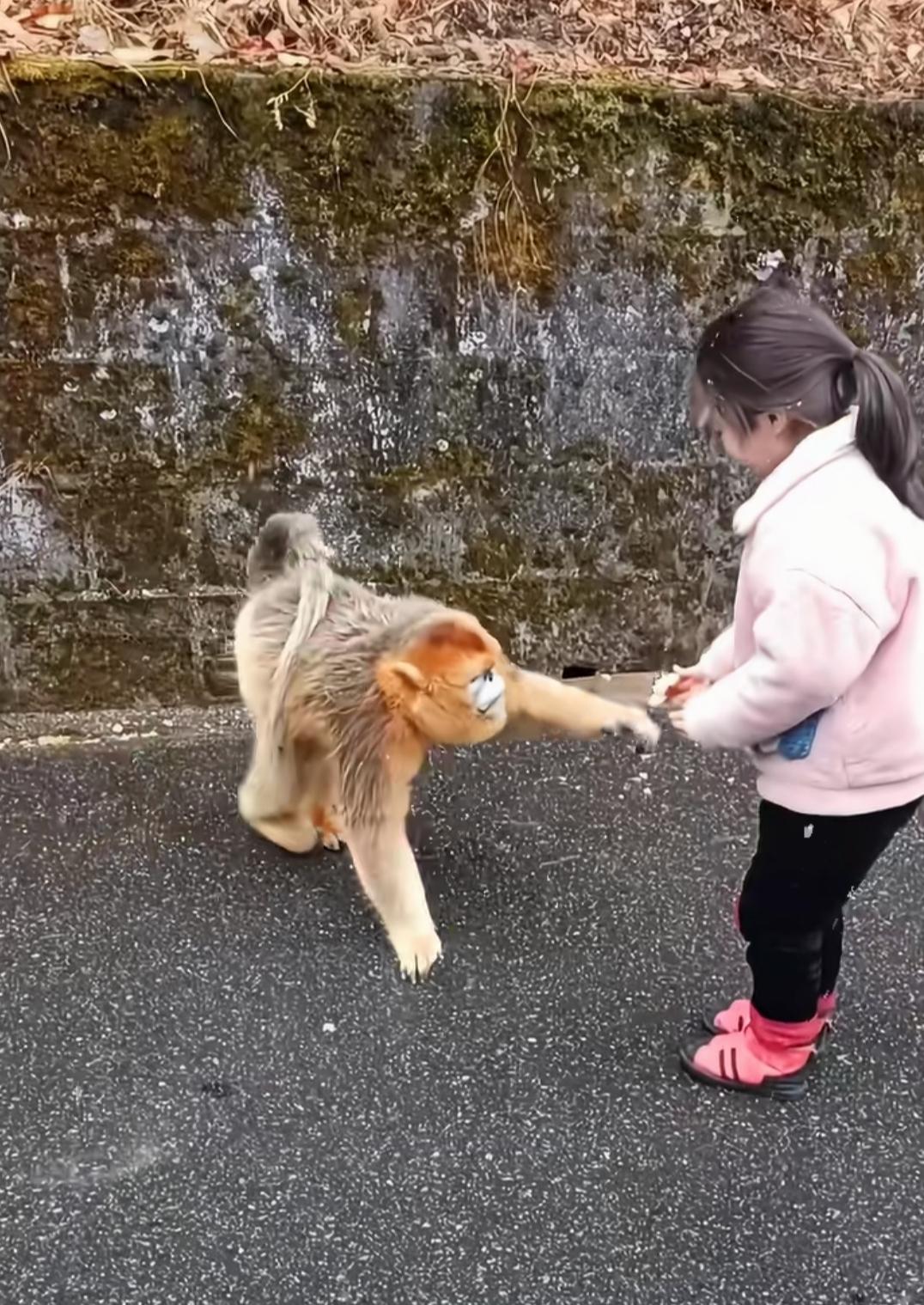 很多人都在网上听说过，“金丝猴性格温顺”，所以，看见路边的金丝猴，有些人会主动上