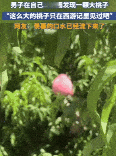 “彻底解释不清了！”山东，男子去桃园摘桃。抬头一看，发现一个巨大的桃子，双手去抓
