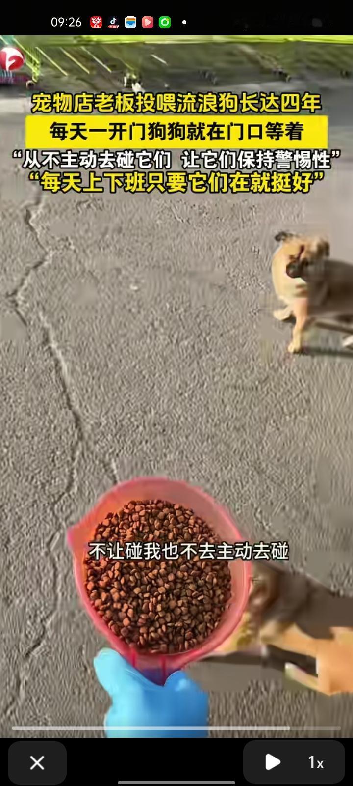 近日，徐州新沂市。宠物店老板投喂流浪狗长达四年，每天一开门狗狗们在门口等着。店老