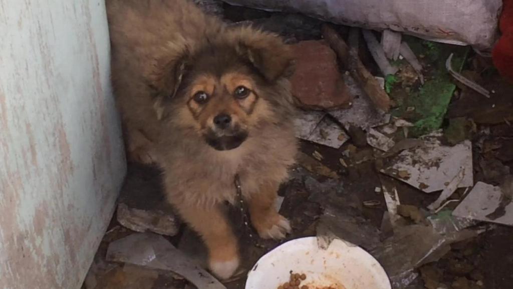 狗为啥会看家护院 11788239759578673563.jpg?id=0