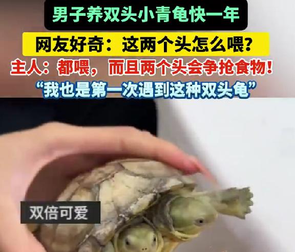 双头龟，喂食时2个头争食，网友笑晕：争来争去都进一个肚子真的被安徽合肥这位男子