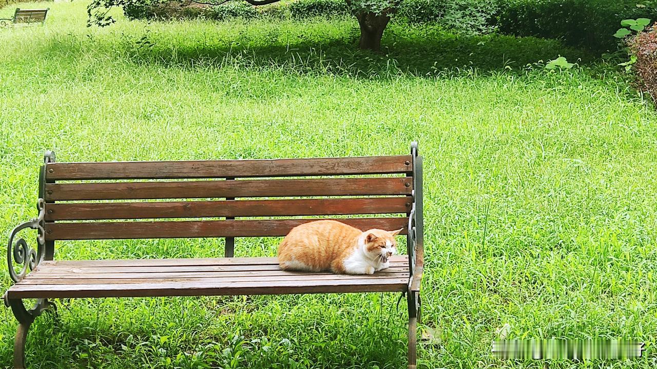 邻居家收养的三花猫母子，其中有一只小猫被人打死了！不知道一只小猫惹了什么事情被打