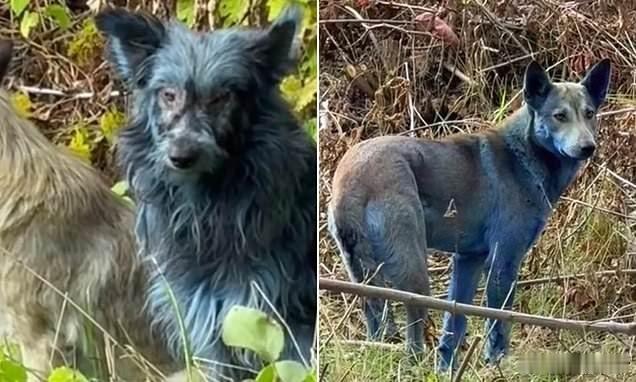 切尔诺贝利核电站附近出现蓝色狗这小狗看着不像变异,就是脏了染了蓝色的粉,感觉能洗