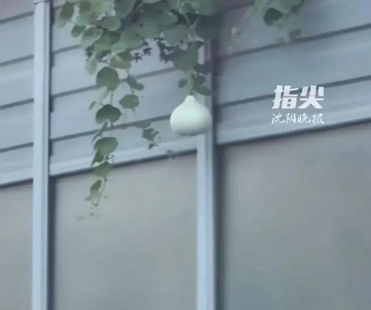 还有多少“二环的葫芦”？沈阳二环快速路旁，自然生长出一个葫芦。市民发现后拍成视