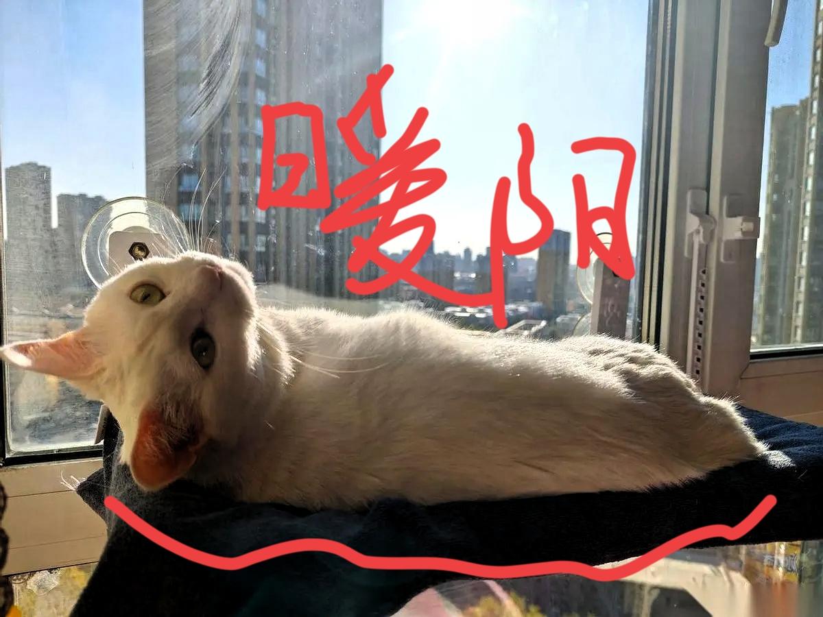 谁能想到啊！我二舅在三亚明明有套房，今年冬天却压根没动身！不是机票贵，也不是嫌麻