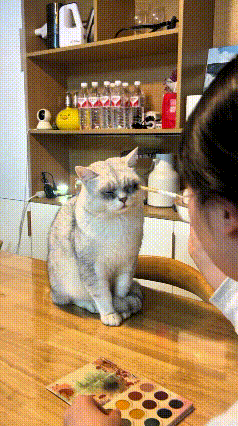 这个视频我都看好几遍，看一次笑一次。恁见过这么爱臭美的小猫吗？主人拿化妆刷给它
