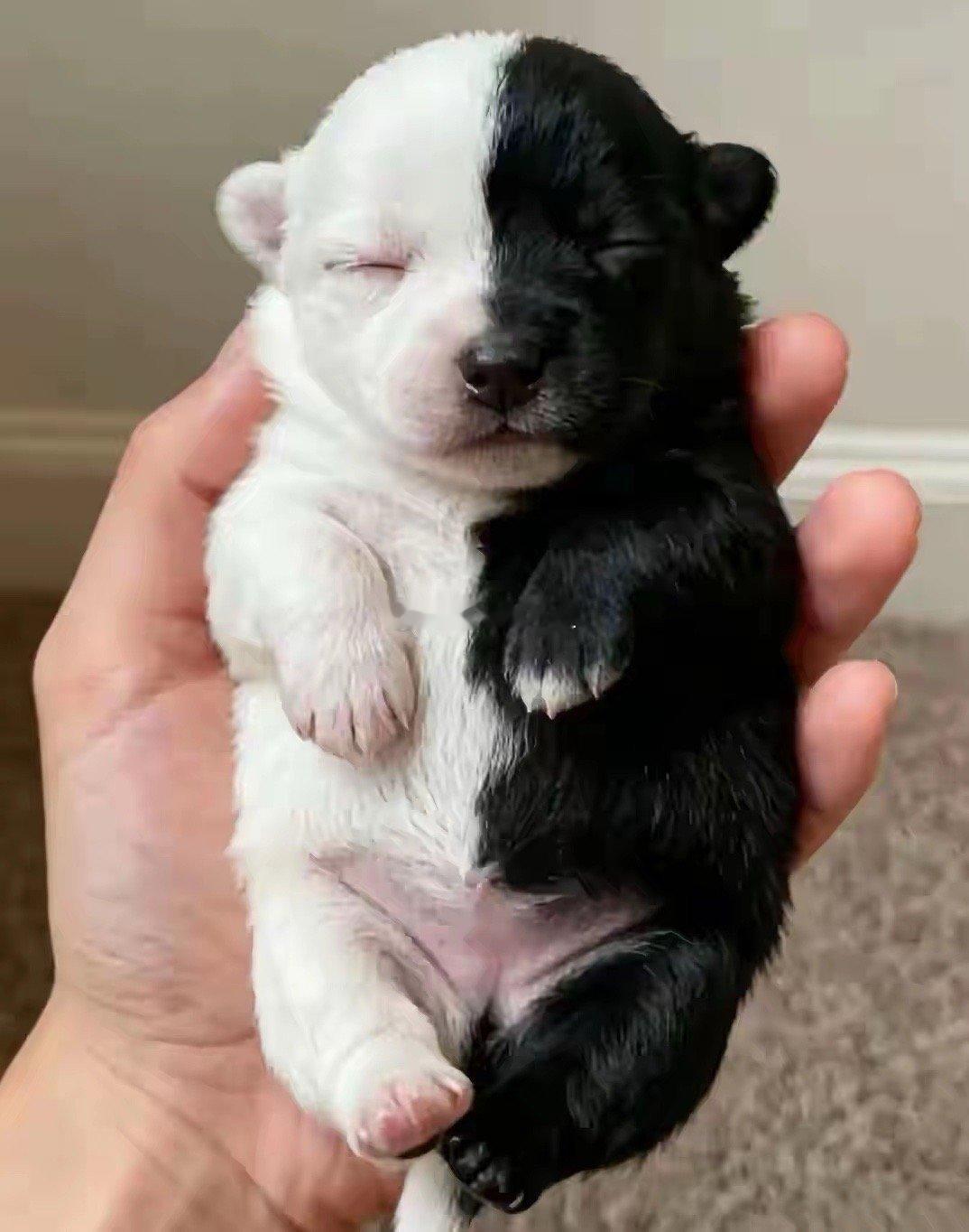 帮忙给小狗取一个响亮一点的名字，听起来必须要十分的威武，霸气。