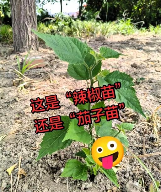 家里为一棵小苗吵得热火朝天，我看透真相，却选择装傻不吭声。周末打理小院时发现一
