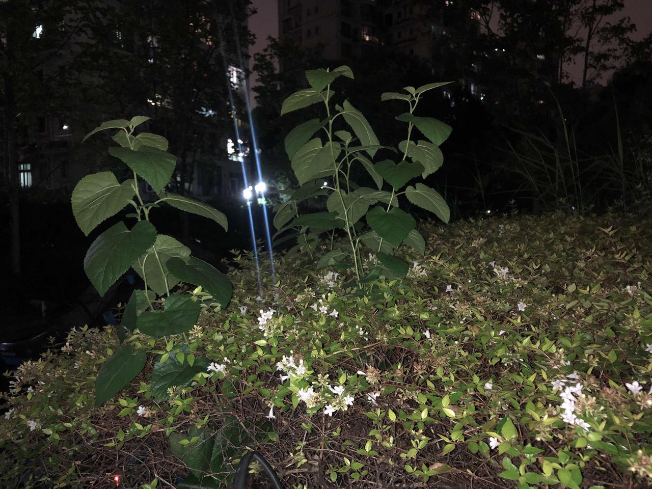 江南多桑树。桑树因为鸟类吃了桑椹排出种子，结果到处繁殖。花园里长出桑树其实非常好