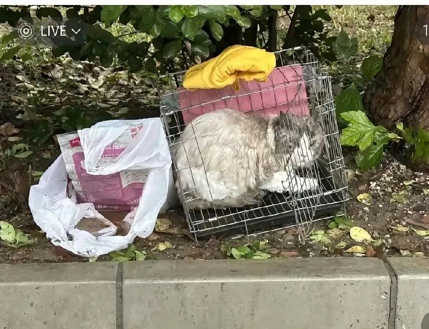 养够了，或者搬家了，就把猫咪扔在了这个地方，还关在笼子里，如果没有人管的话，猫咪