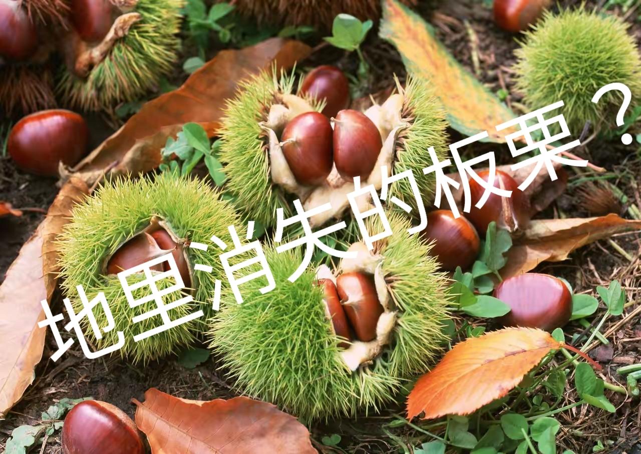消失的板栗！家里7-8棵几十年的板栗树，春天辛苦浇了水上了肥，十一回到家里