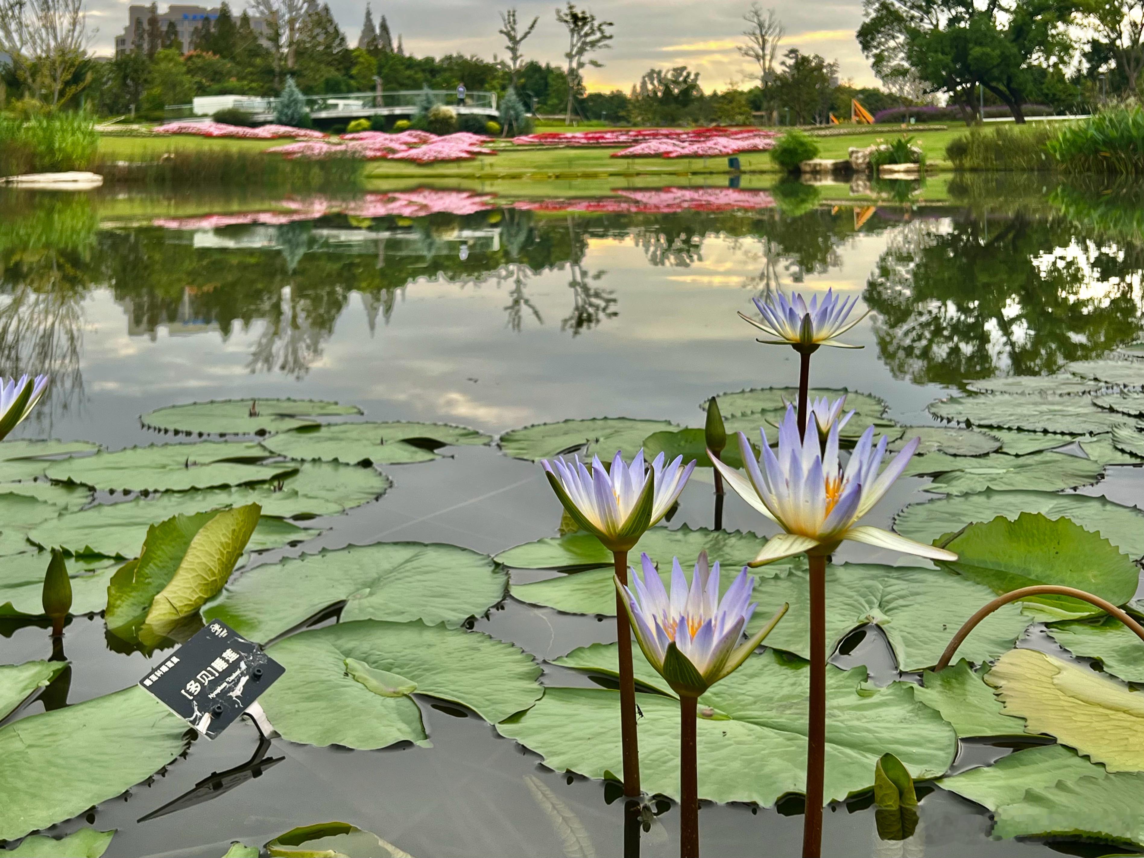 大美中国上海风情植物园睡莲花开打卡美丽的中国超话上海·上海植物园