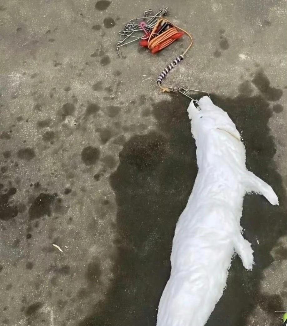 钓鱼佬估计心里都有阴影了