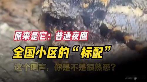 四川多地居民集体失眠！这只“囧囧鸟”深夜狂叫，原因太好笑最近四川成都、绵阳